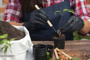 desenvolver suas plantas