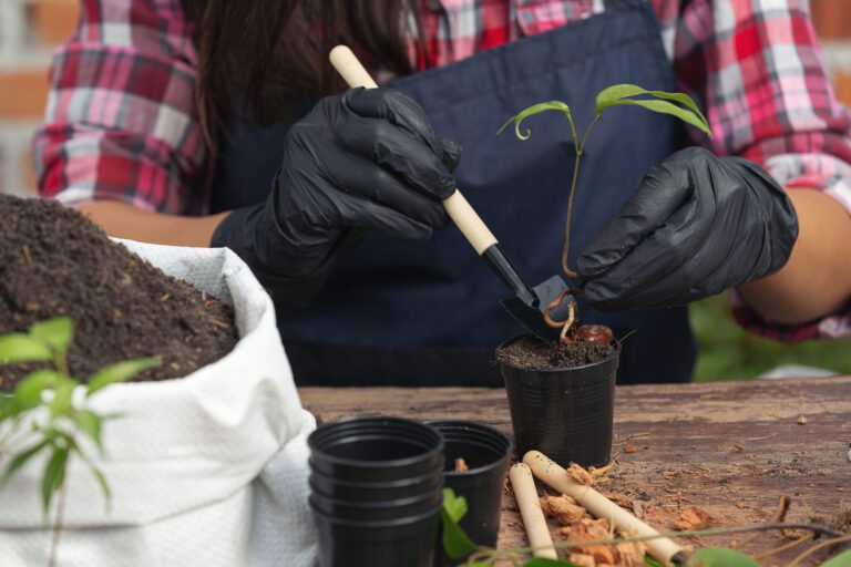 desenvolver suas plantas