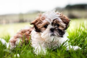 creche para pets