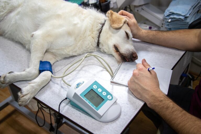 veterinario em guarulhos