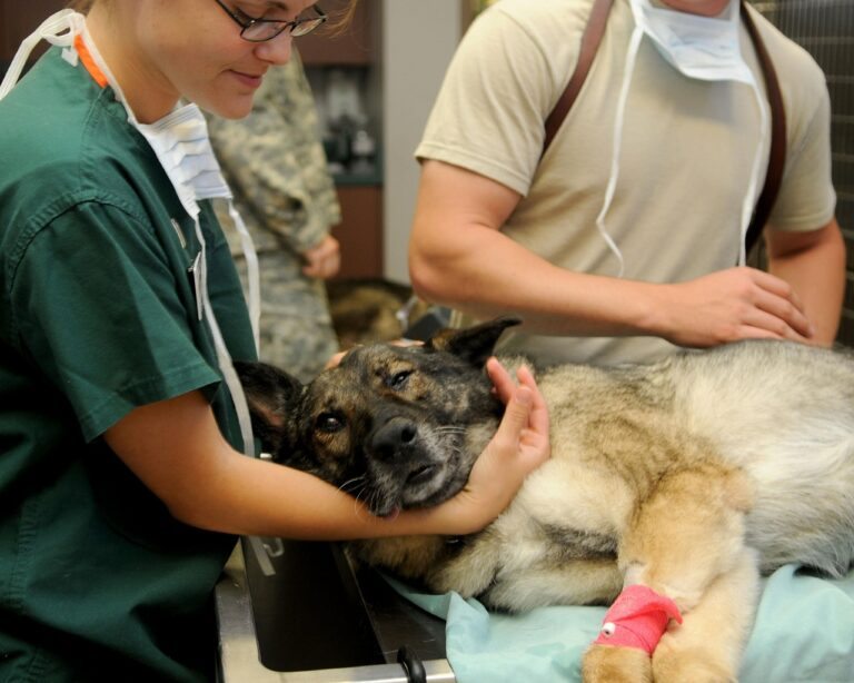 veterinário em são paulo