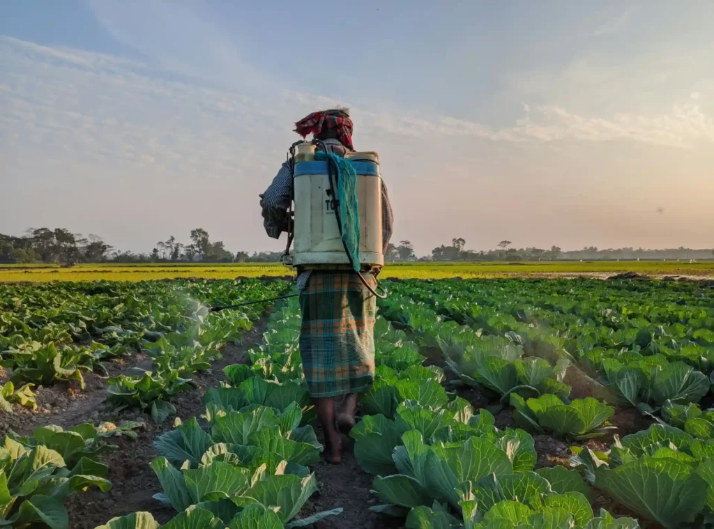 Agricultor carregando sprayer de pesticidas ou fertilizantes em um campo de leafy greens ao entardecer, praticando agricultura sustentável no Brasil.