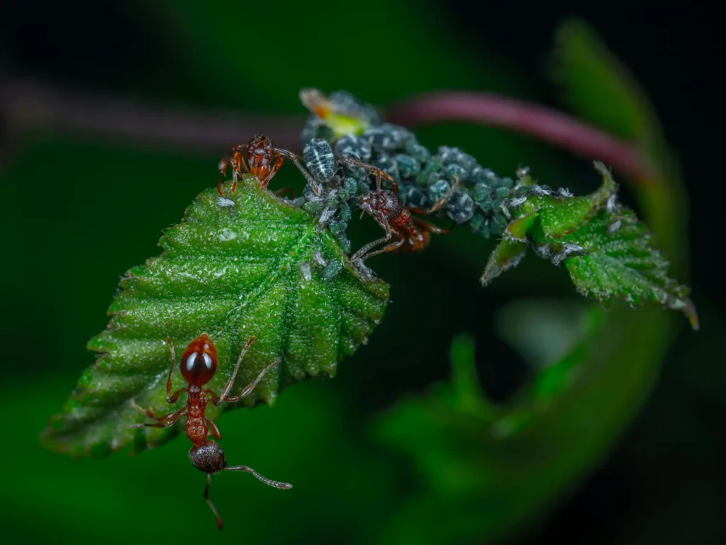 Imagem macro de uma folha verde com formigas e pulgões alimentando-se dela, mostrando interações na natureza e controle biológico de pragas.