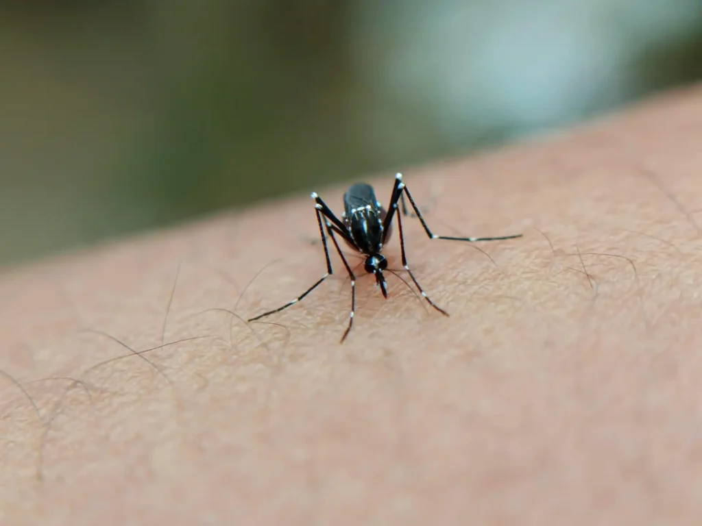 Zipitinguno de mosquito se alimentando de sangue humano, na pele com detalhes visíveis da picada e do inseto, evidenciando a preocupação com doenças transmitidas pelo mosquito.
