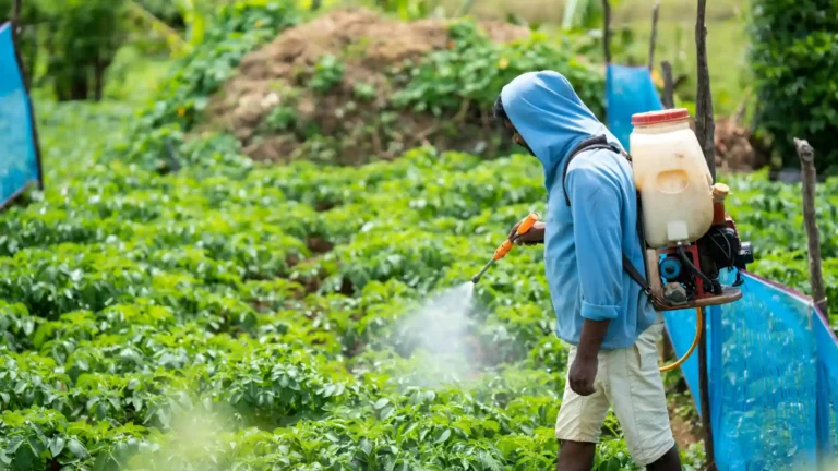 Pessoa cultivando verduras em um campo com o uso de equipamentos de proteção e irrigação, promovendo agricultura sustentável no Brasil.
