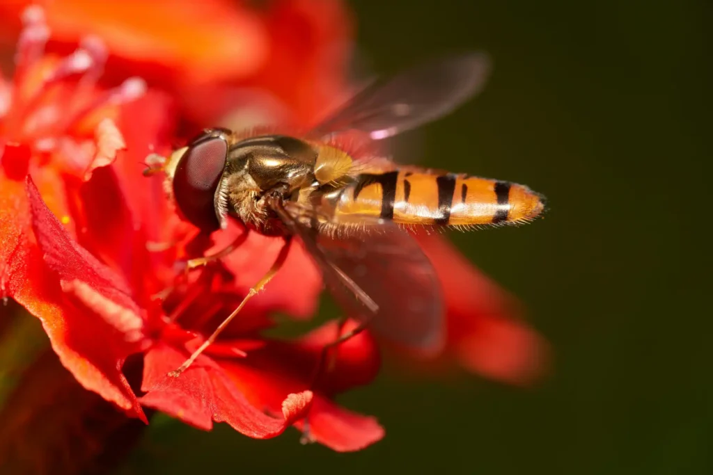 Close-up de uma abelha coletando néctar de uma flor vermelha, destacando detalhes das suas listras amarelas e pretas no abdômen.